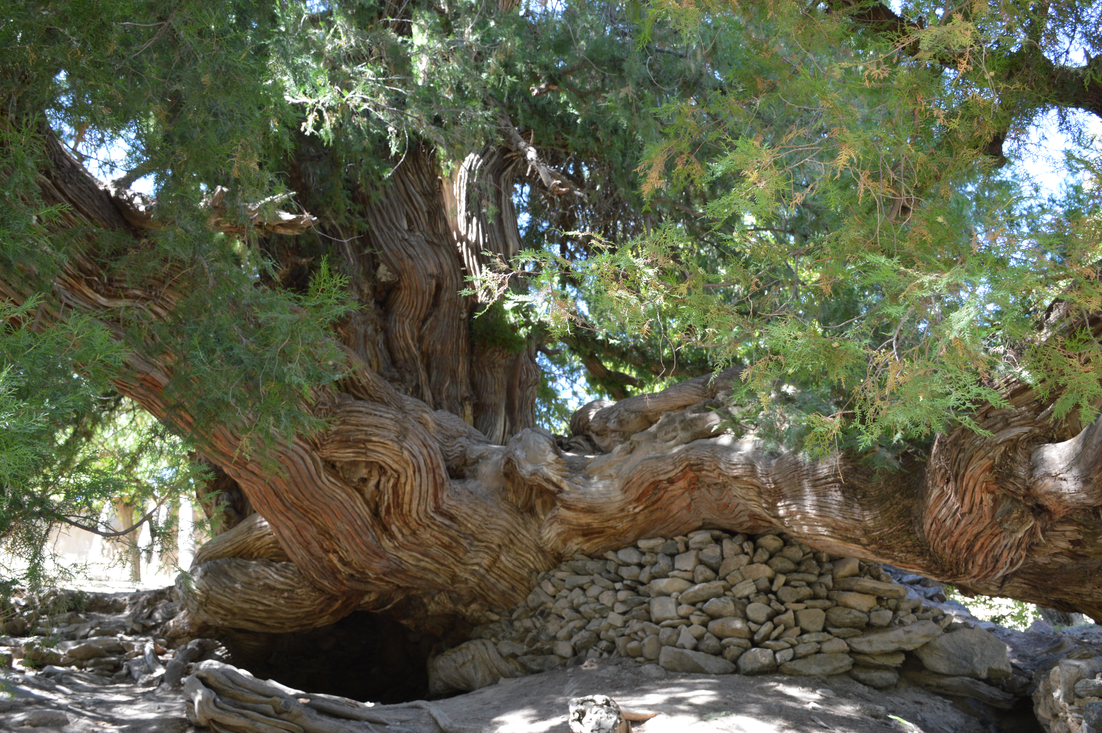 В Маджерум есть местное чудо, - дерево по возрасту такое же древнее, как Эйва из фильма Аватар.